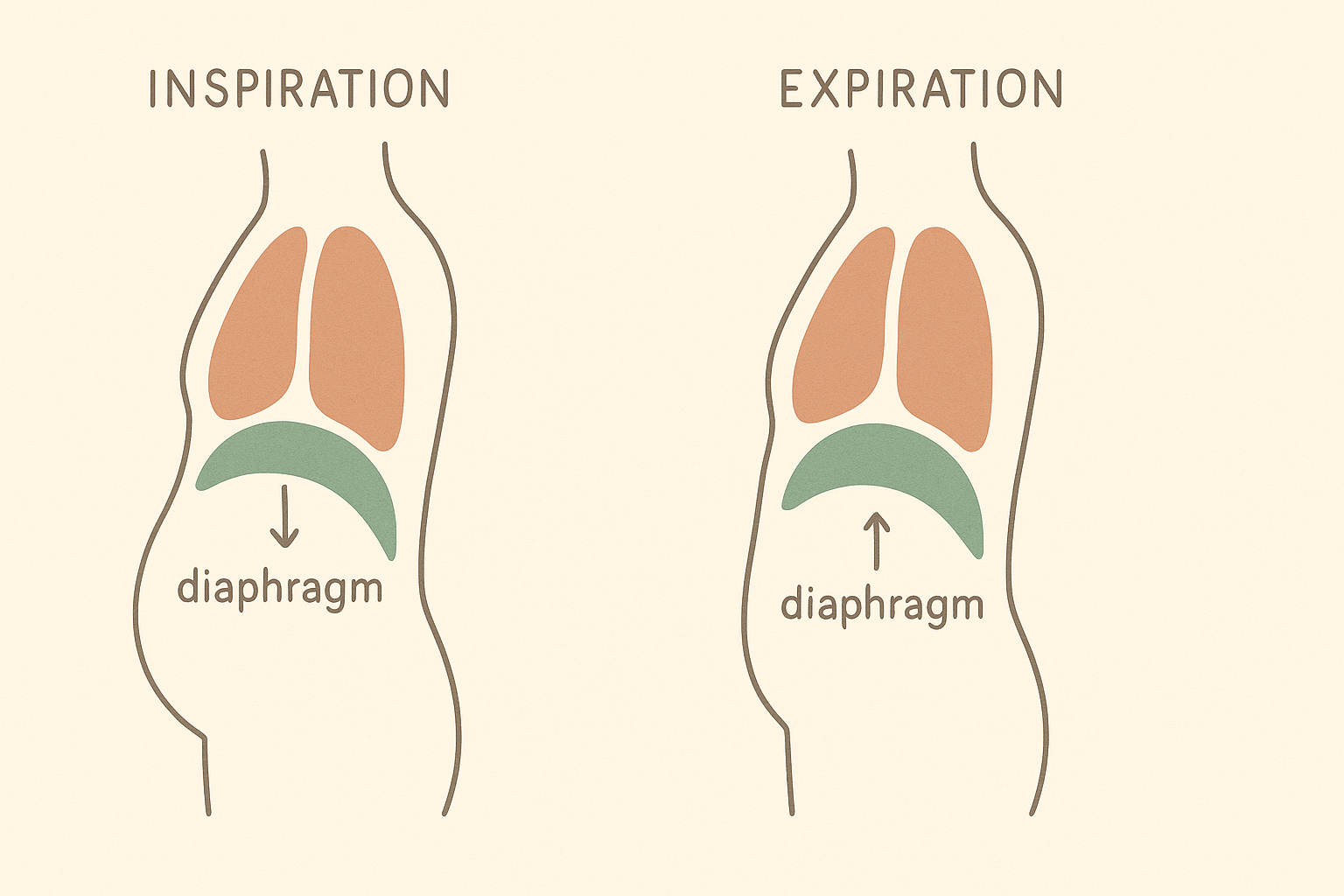 Schéma du diaphragme à l'inspiration et à l'expiration en respiration abdominale